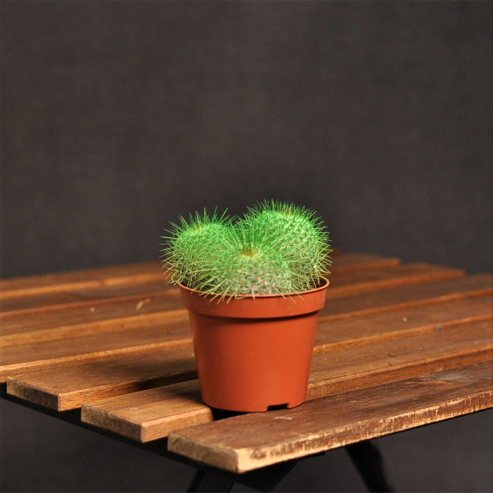 kaktus-u-boji-1-4
