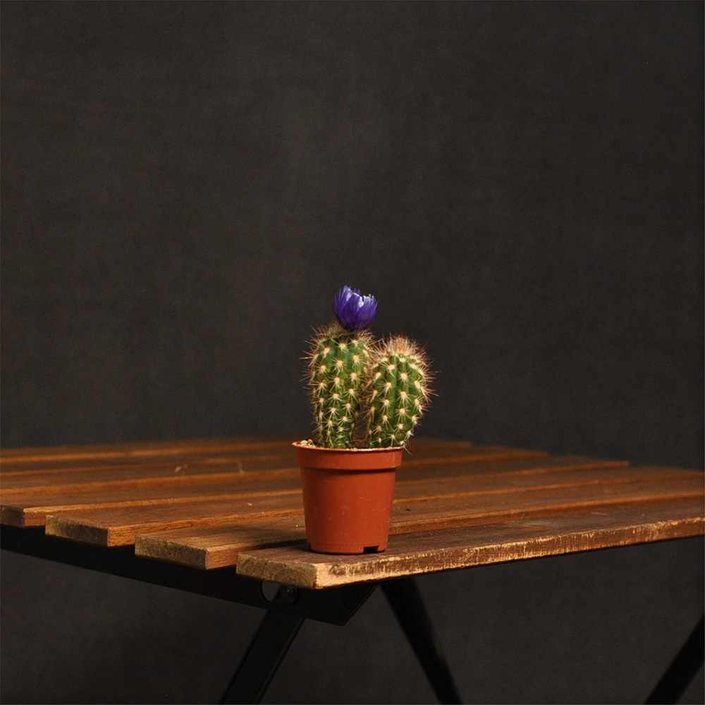 mini-kaktus-1-3
