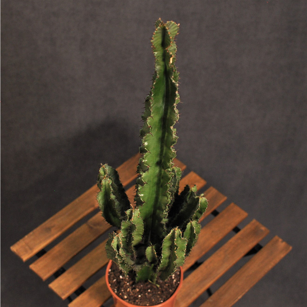 veliki-kaktus-1-3