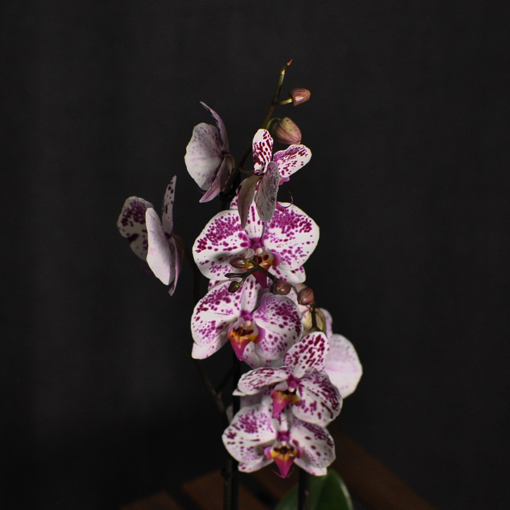 orhideja-2-grane.1