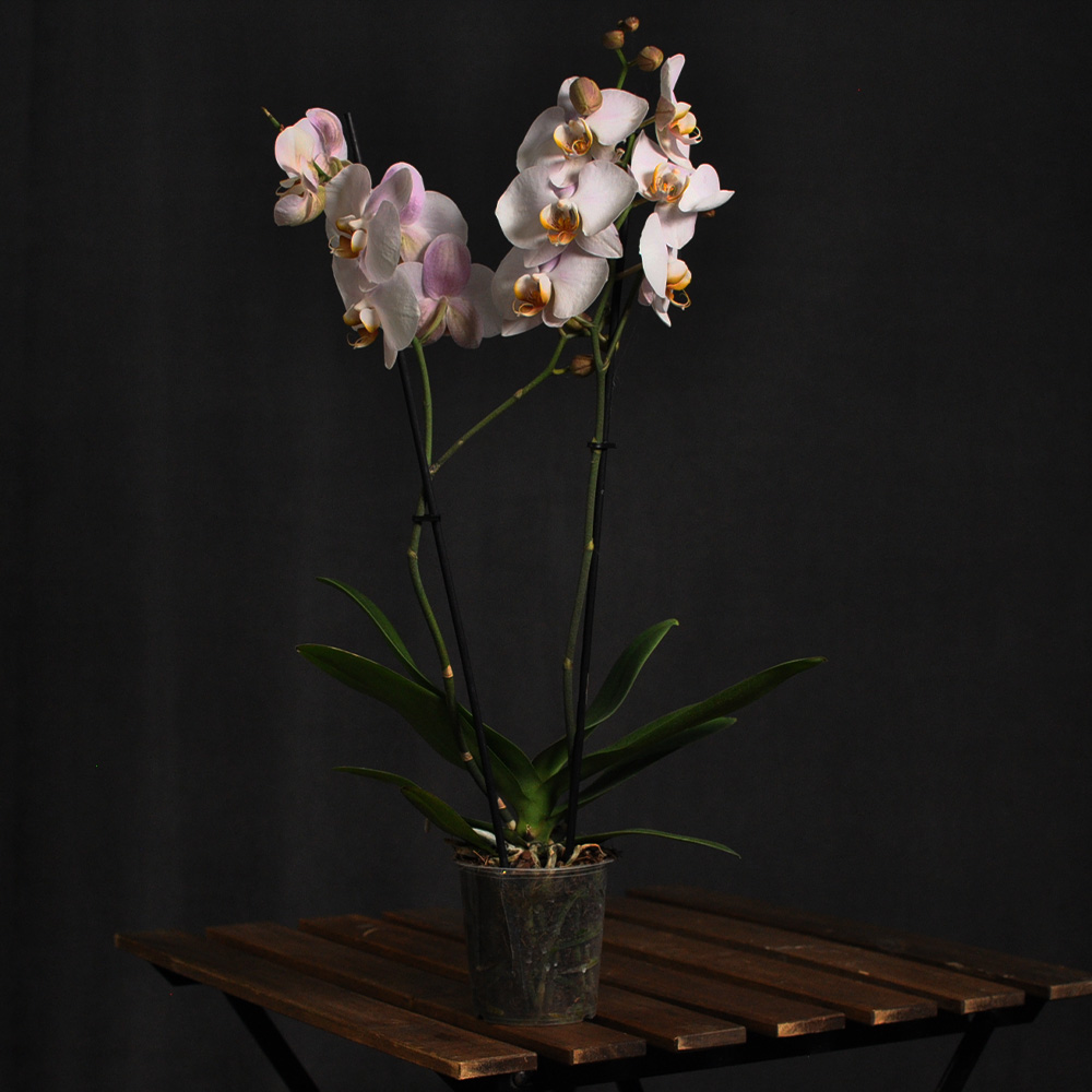 orhideja-2-grane.2