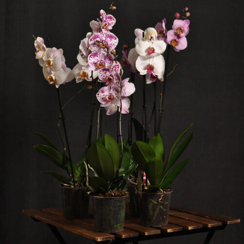 orhideja-2-grane.4