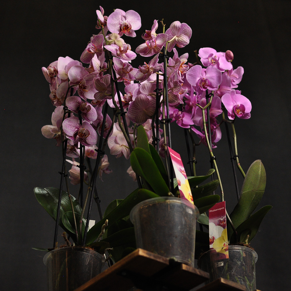orhideja-3-grane.4