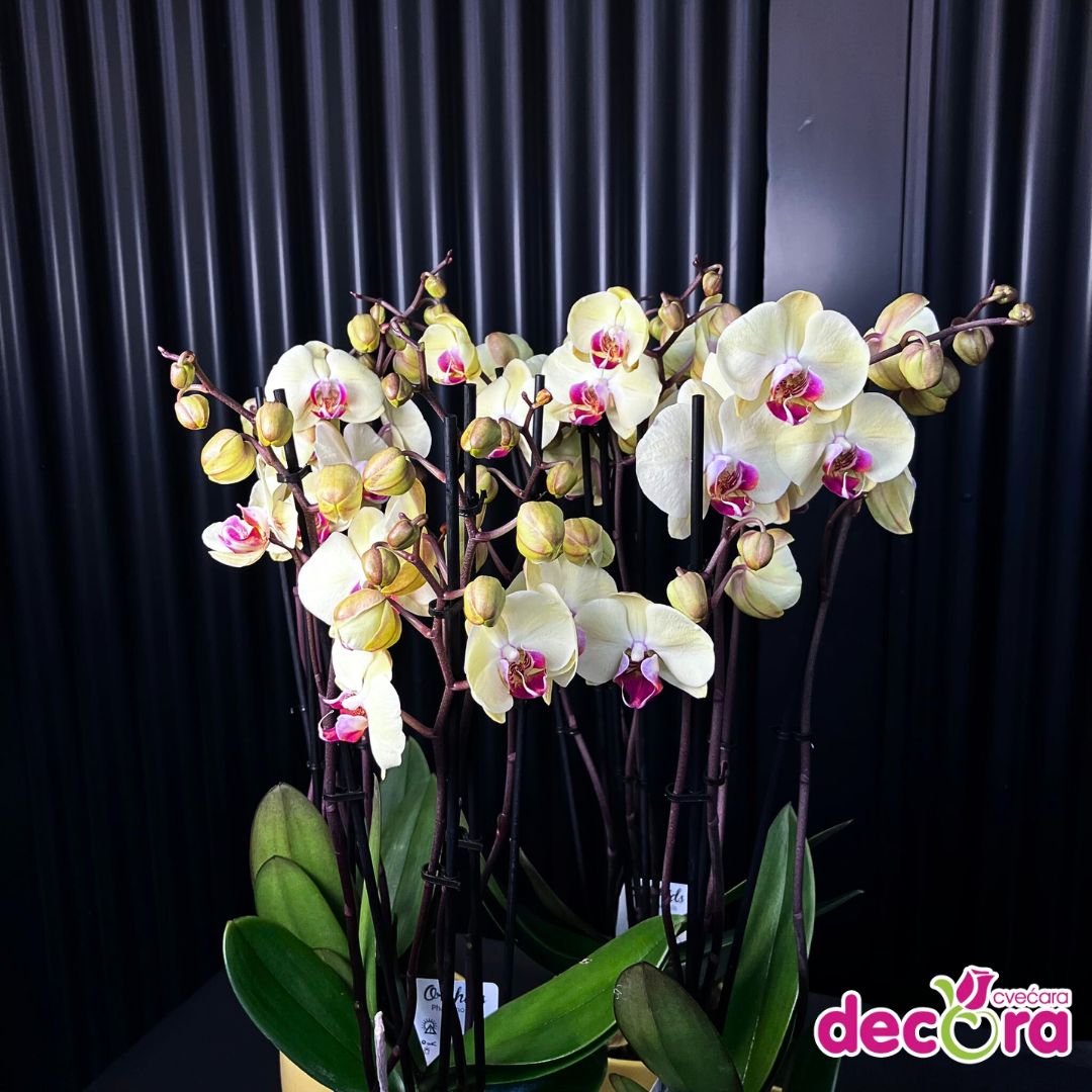 0-02-05-f2dd3f25104d3ad50adc8f8b60bba0795d8bae3b5e470e1a417f45fb2df379b6_e929fc20caf393c6