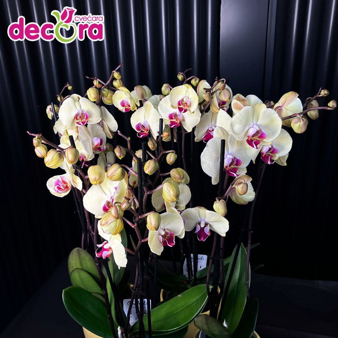 viber_slika_2024-03-01_20-09-04-413